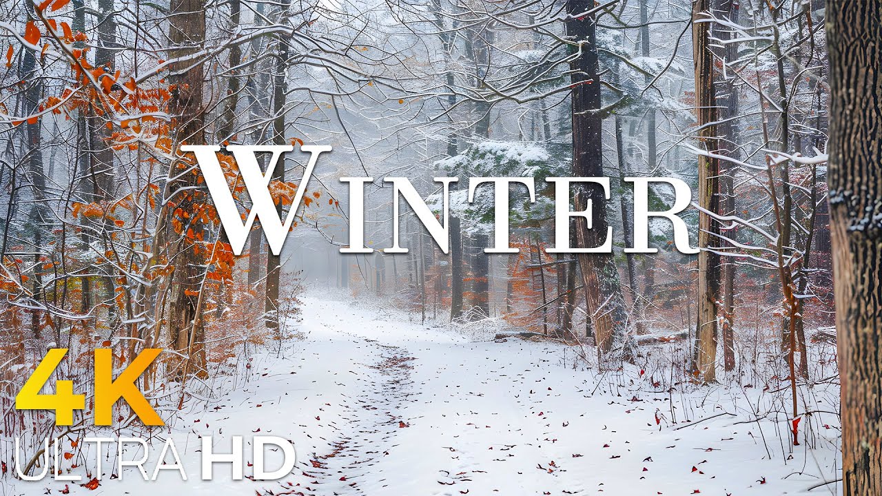 Experience Winter in Switzerland ❄️ The most beautiful frozen foliage scene ever seen.