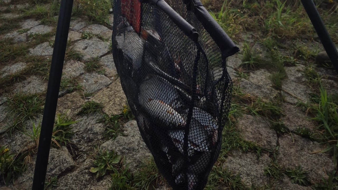 Oder River Night Fishing Competition August 1-2, 2026