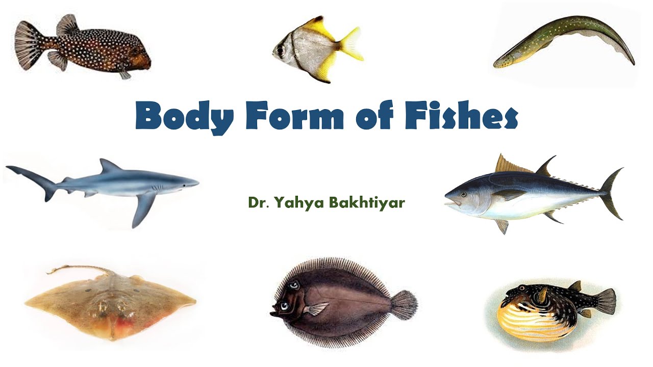 72  Body Form of Fishes//Fish Body Forms/Fish Body Shapes