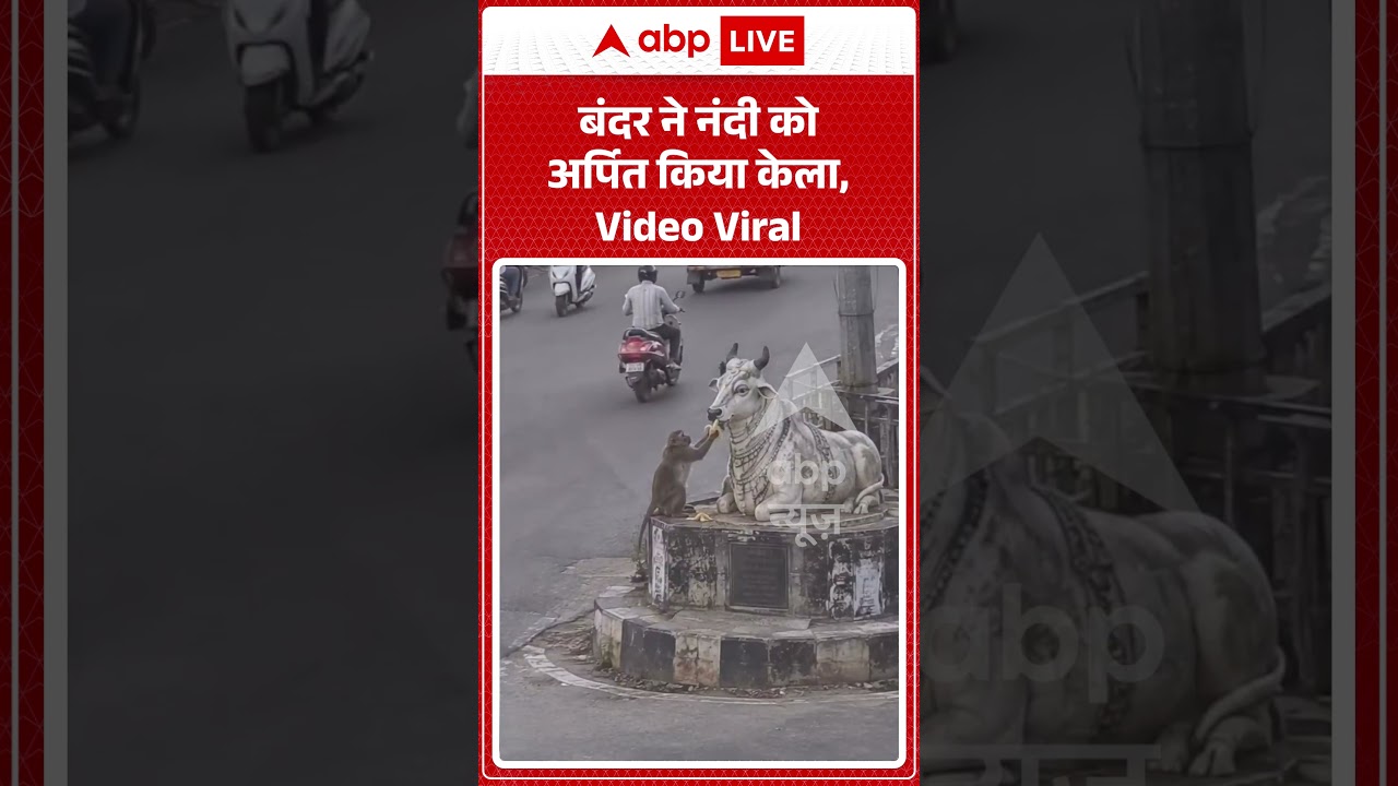 Viral Shorts : बंदर ने नंदी को अर्पित किया केला, Video Viral | #ytshorts #reels #monkeyvideo