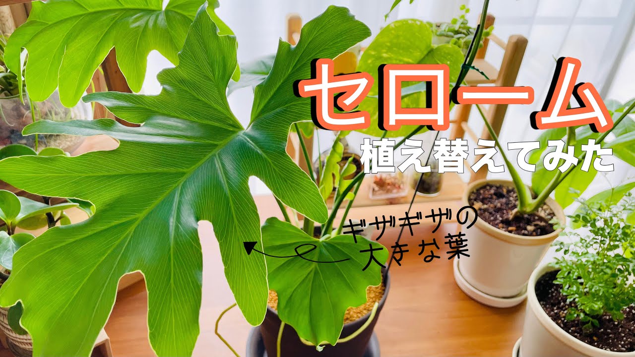 【フィロデンドロン セローム】2年目のセロームを植え替えたら根がぎっしりだった！
