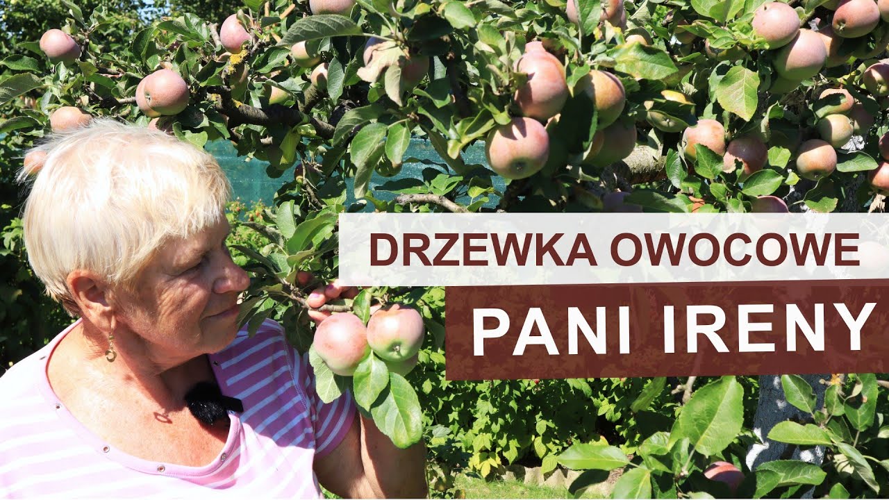 Jak uzyskać duże jabłka ze starszej jabłonki. Drzewka Pani Ireny.