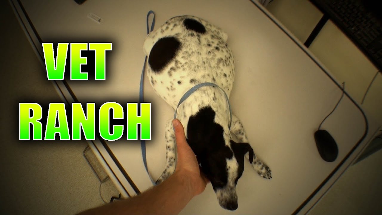 Вот это МНОГО щенков!!!