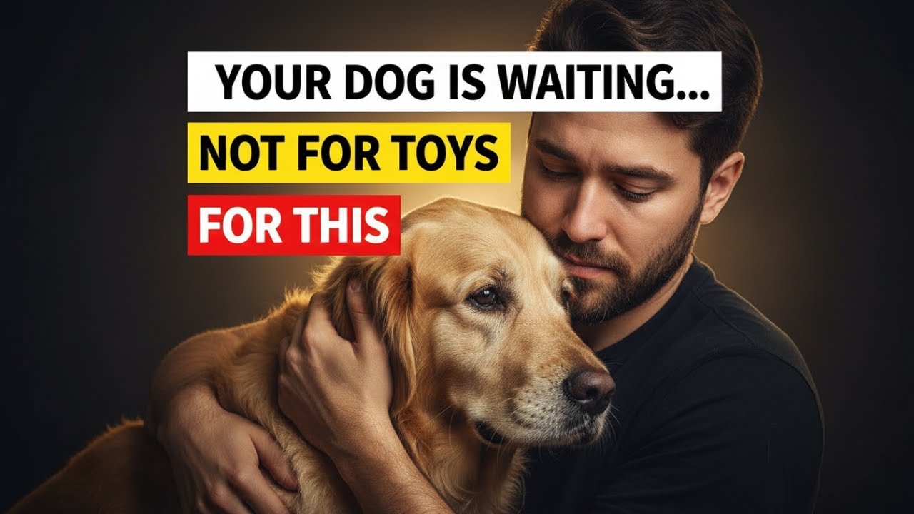 Your Dog Isn’t Asking for More Toys… They’re Waiting for THIS From You