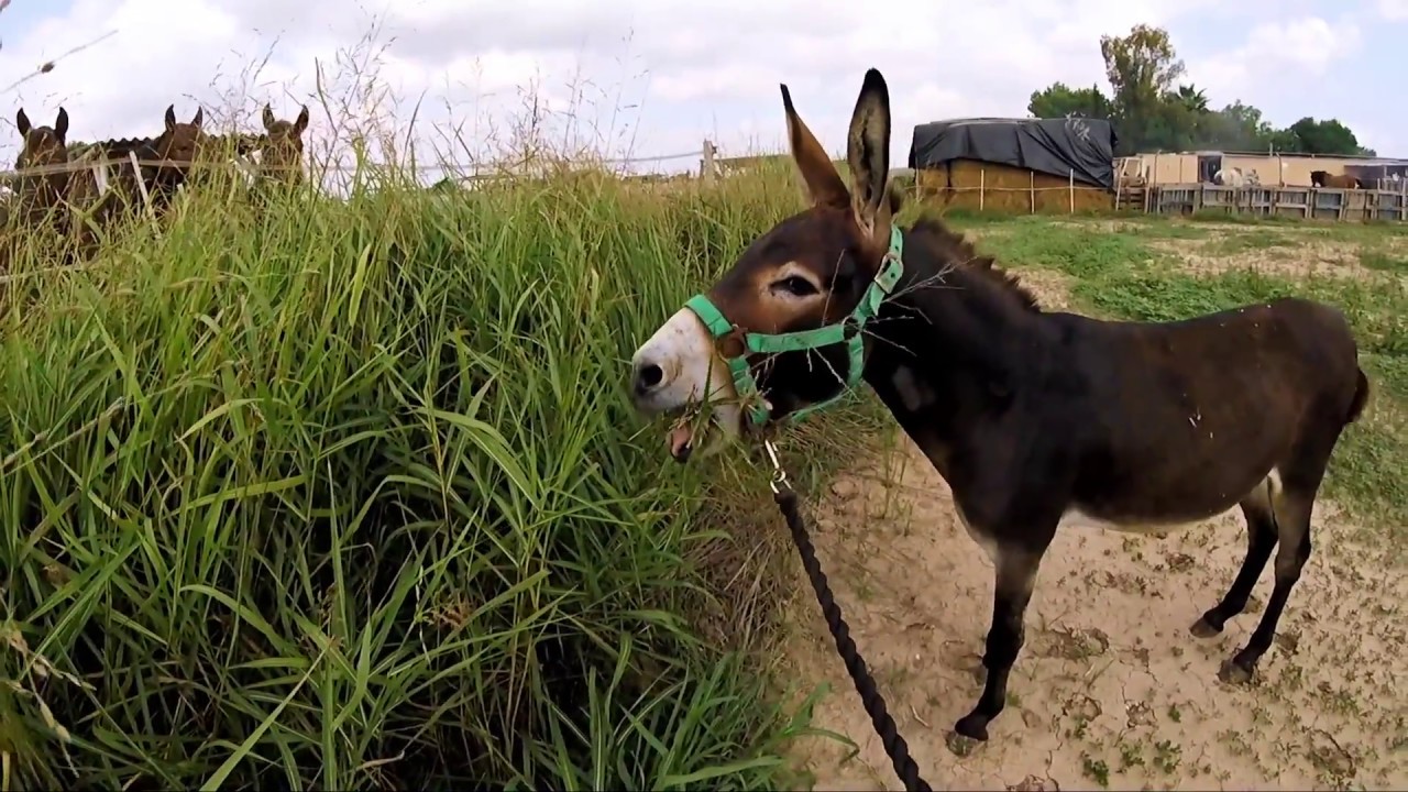 Eeyore the donkey braying - Easy Horse Care Rescue Centre