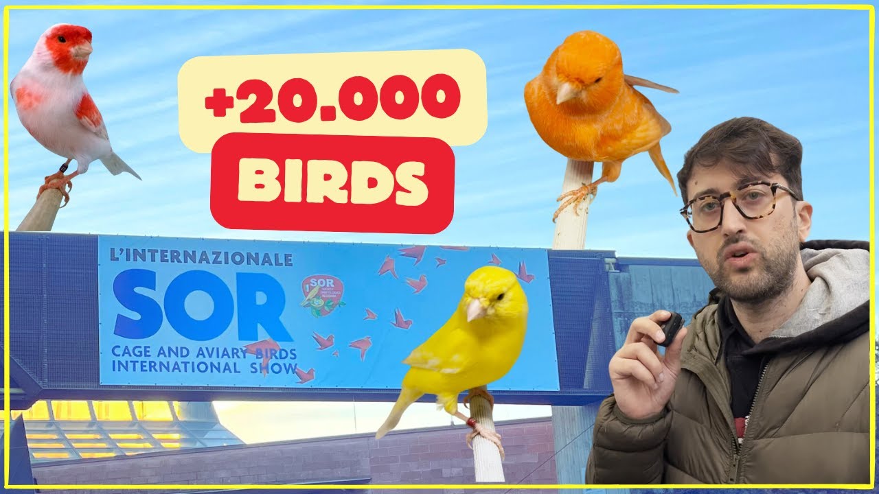 83rd International Bird Show SOR 2024: Full Exhibition at Modena Fiere (English Subtitles)