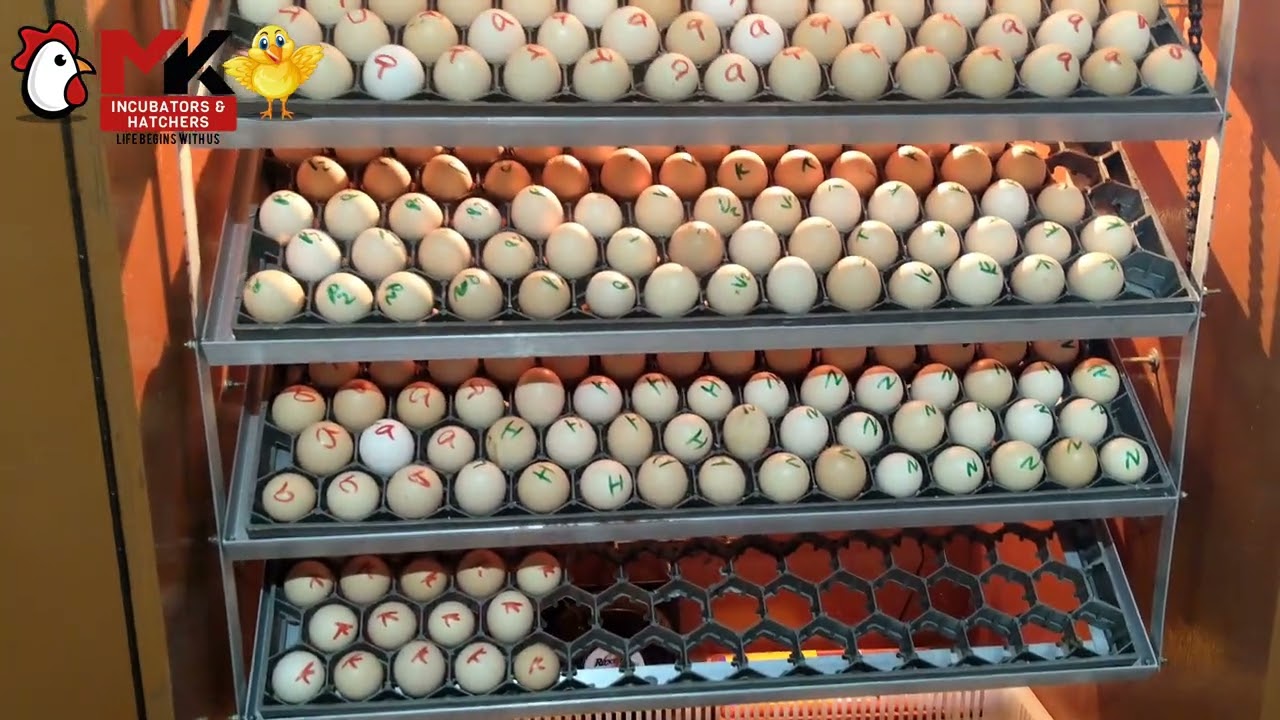 fully automatic poultry incubator #incubator #mkincubator #incubatorinnamakkal  #incubatorintamil