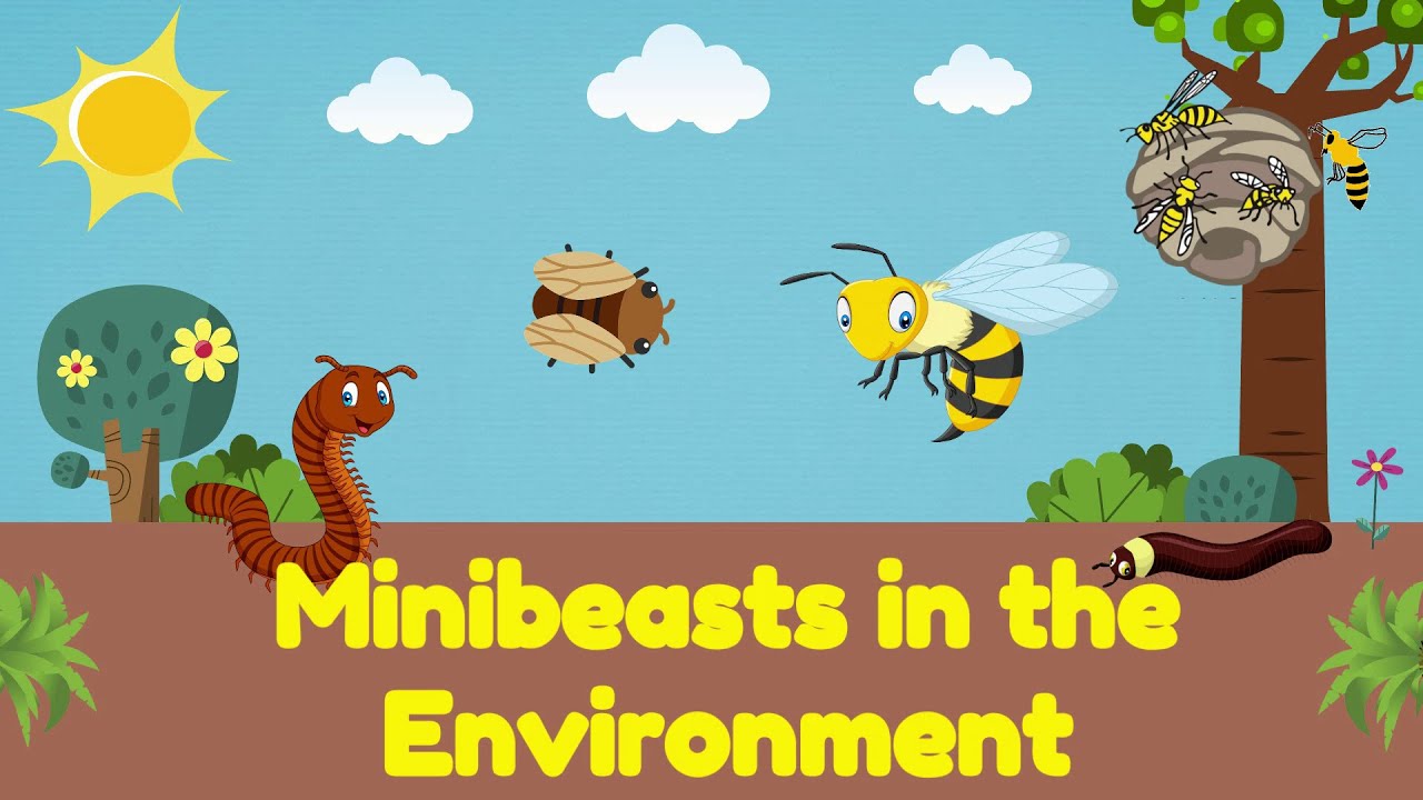 Minibeasts in the Environment- Science for Kids | @PrimaryWorld