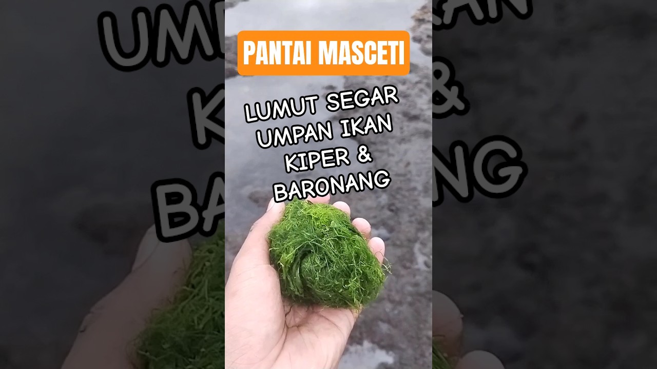 Umpan mancing ikan kiper & ikan baronang | lumut segar 