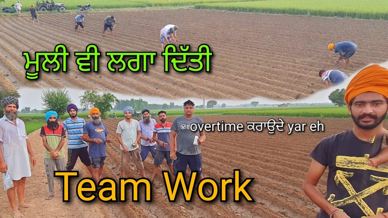 Radish Farming // lga diti mooli v // team work // #malkeetbai @MalkeetBai @farmingleaderOfficial