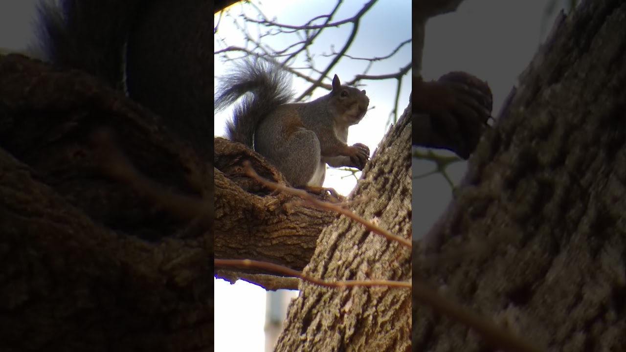🐿️ squirrel opening a walnut
