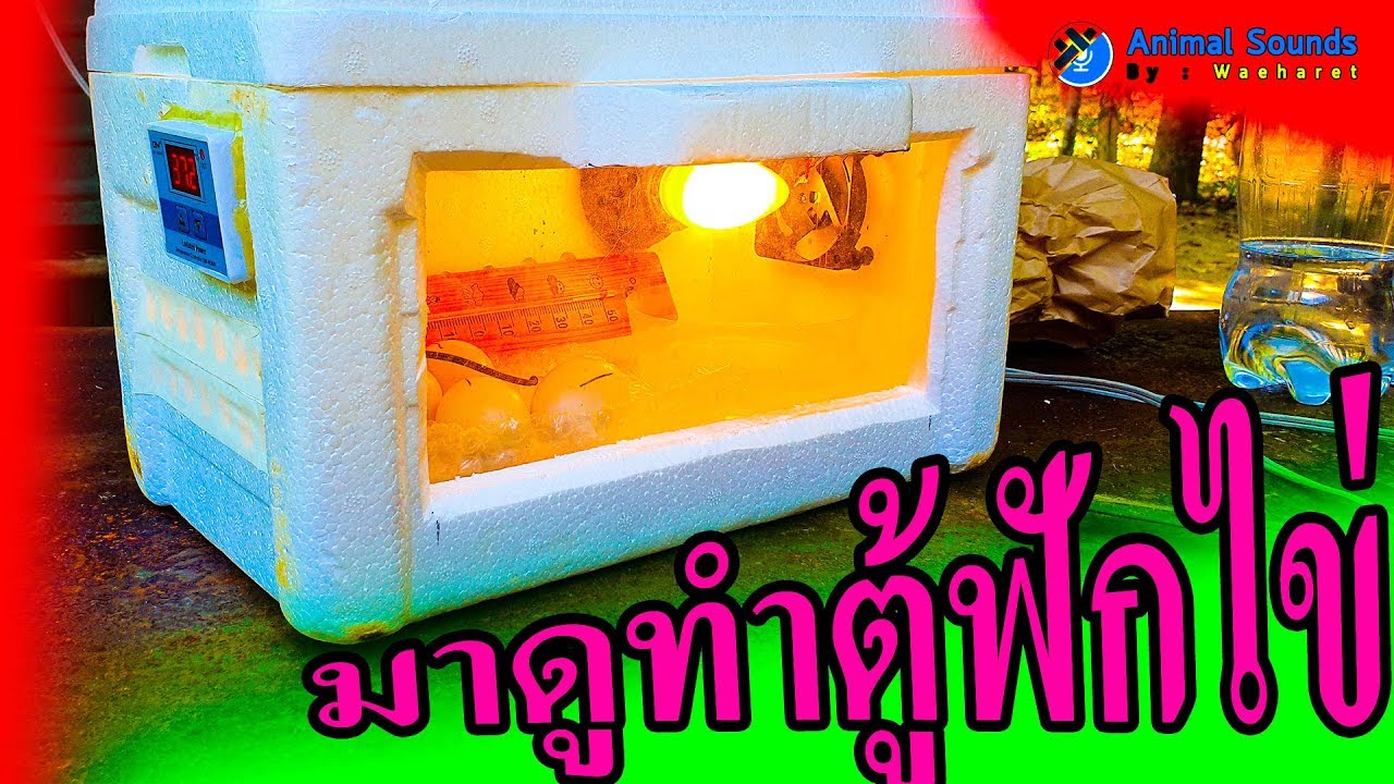 มาดูการทำตู้ฟักไข่ แบบบ้านๆราคาประหยัด