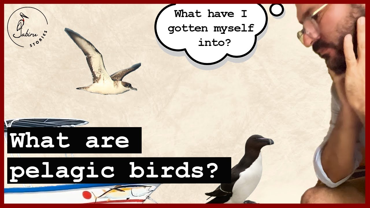 Pelagic Birds? An Unexpected Adventure in Costa Rica's Pacific Ocean