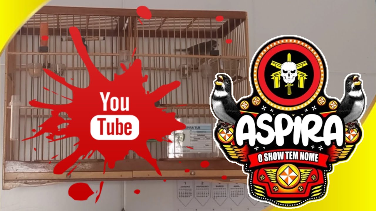 Aspira respondendo o coleiro do video CRIATÓRIO ALCÂNTARA - CRIATÓRIO ITAICANTO