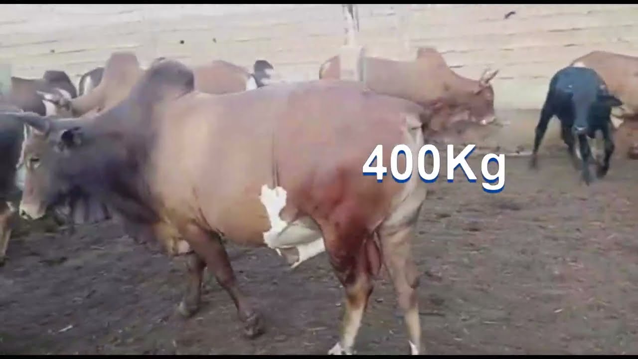 Finition embouche de ZEBUS : lot de 400 à 500Kg