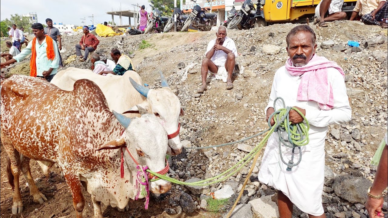 oxen market in devarakadra-thurpu jathi eddula retlu devarakadra santhalo-bulls market in india-ox🐂🐂
