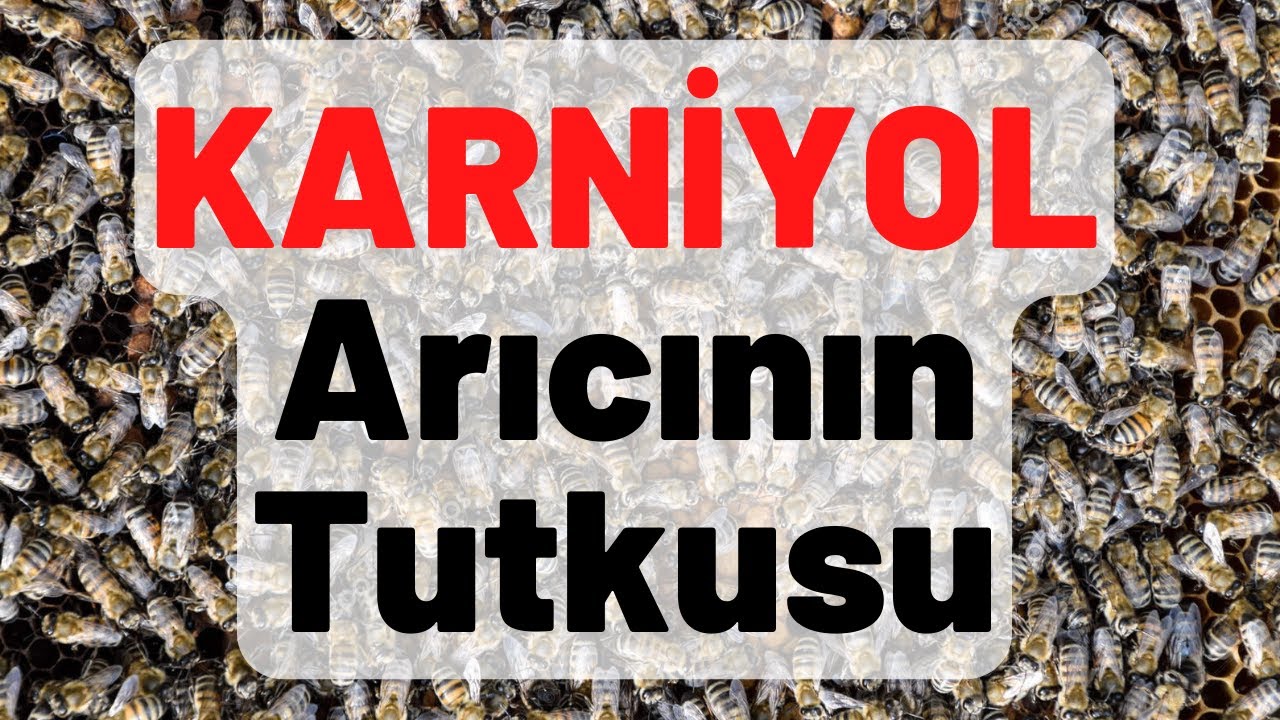 KARNİYOL ARI IRKI ÖZELLİKLERİ