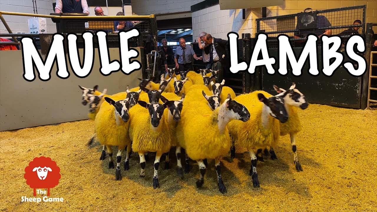 The most expensive EWE LAMB sale in SCOTLAND