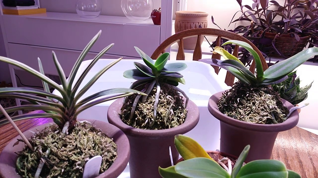 Период покоя у нео и сидерий