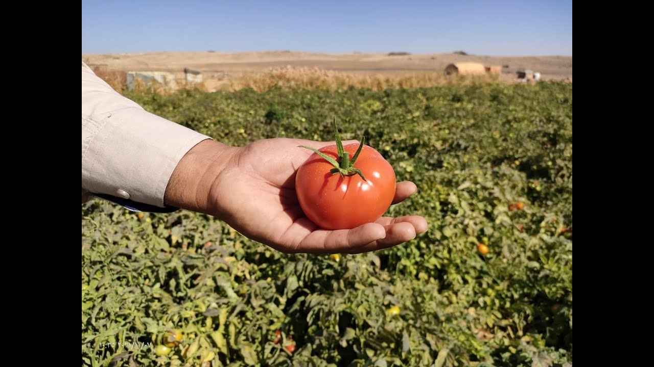 SVTD8036 Tomato