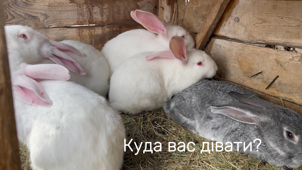Куди вас дівати?Не встигаю прибирати.