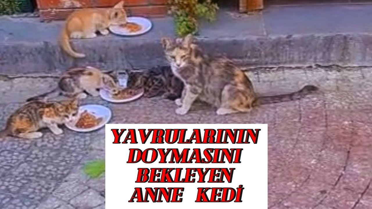 ONLAR KONUŞAMAZ AMA BİZ DUYABİLİRİZ.            #sokakhayvanları #yasayıgeriçek         