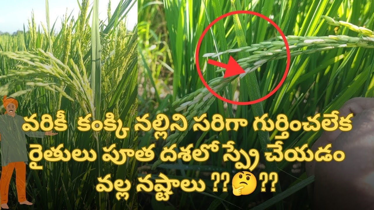 వరికీ పూత దశలో స్ప్రే చేయడం వల్ల నష్టాలు | కంక్కీ నల్లి #paddy