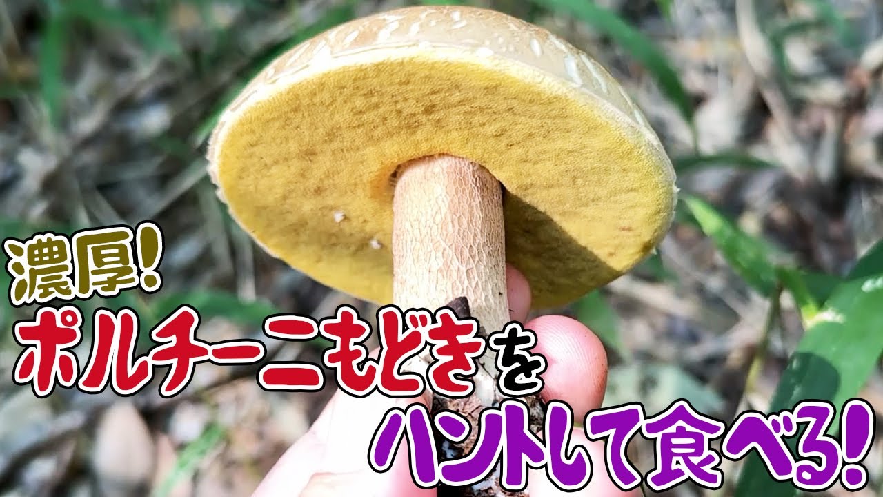 濃厚！「ポルチーニもどき」をハントして食べる