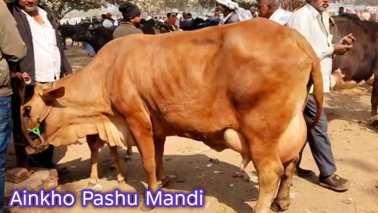 Ainkho Pashu Mandi Hf Cow Market 