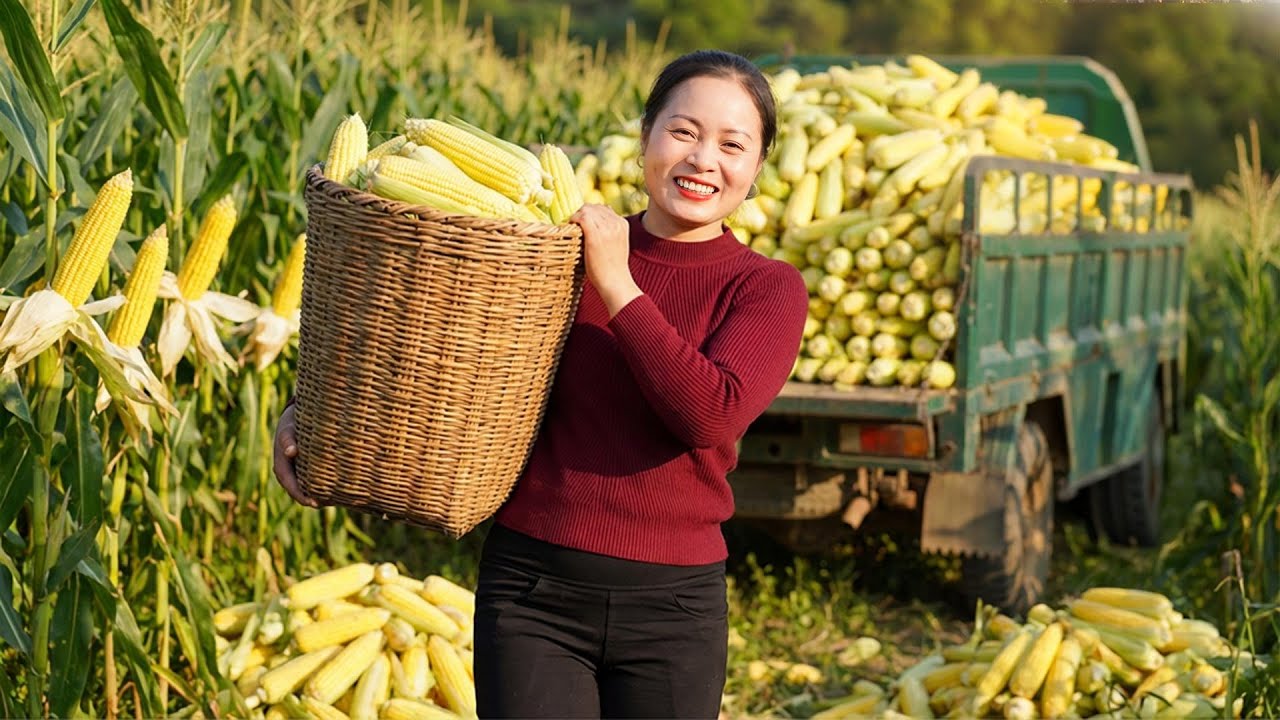 Harvesting 100,000 KG of Corn: Loading One Massive Truck To Sell | Đào Daily Farm