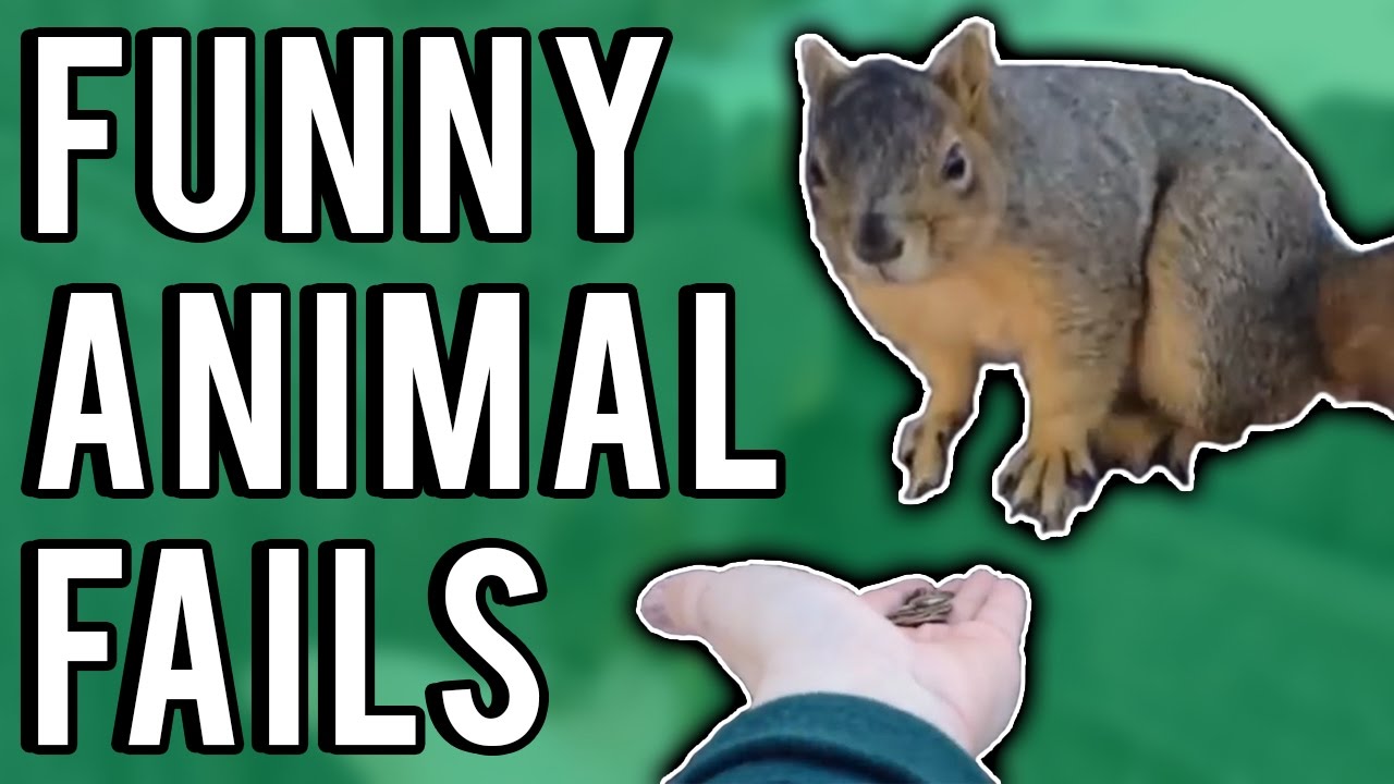 Funny Animal Fails February 2017 | A Fail Compilation by FailUnited