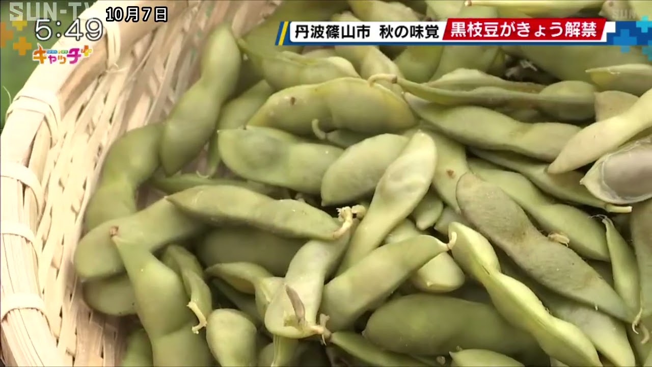 甘さとコクが違う！　丹波篠山市で特産の黒枝豆が解禁！