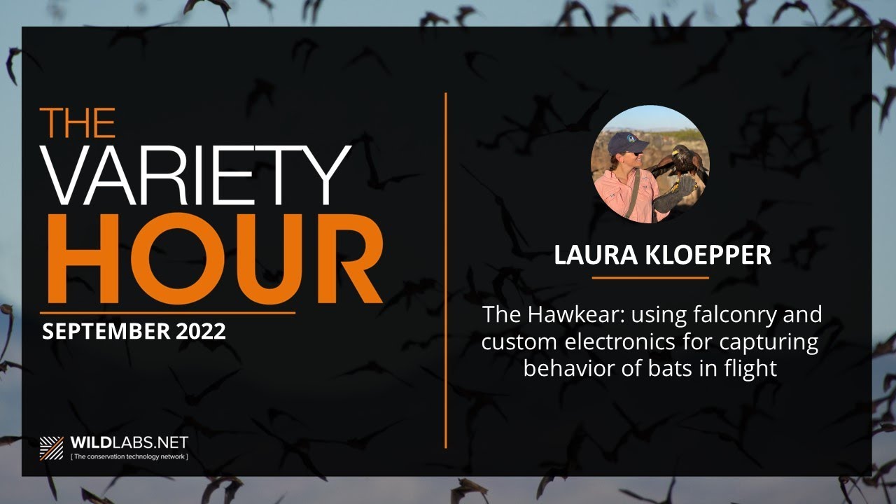 Laura Kloepper: The Hawkear - using falconry & custom electronics to capture bat behavior in flight