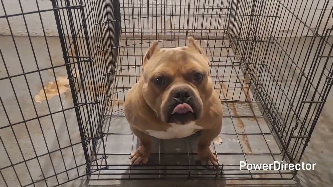 Two puppies left.