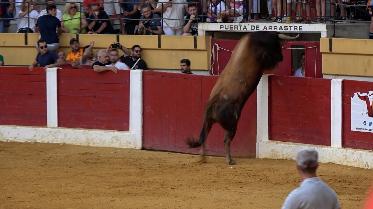 Toros en Íscar 2025