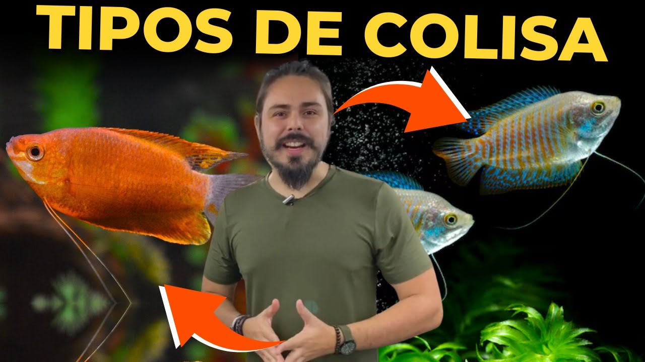 🔴VÁRIOS TIPOS DE COLISA |Mr. Betta|