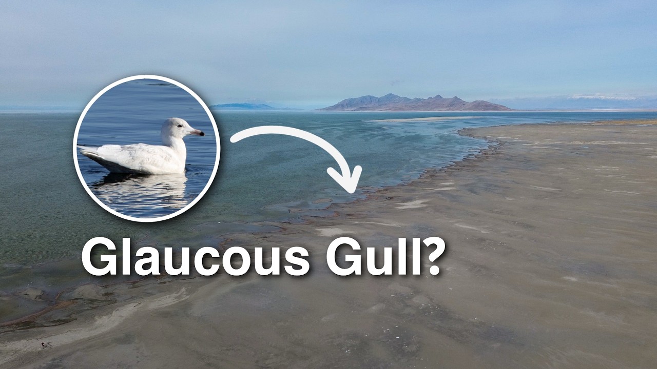 Can I Find a Rare Gull Along the Great Salt Lake's Shoreline?