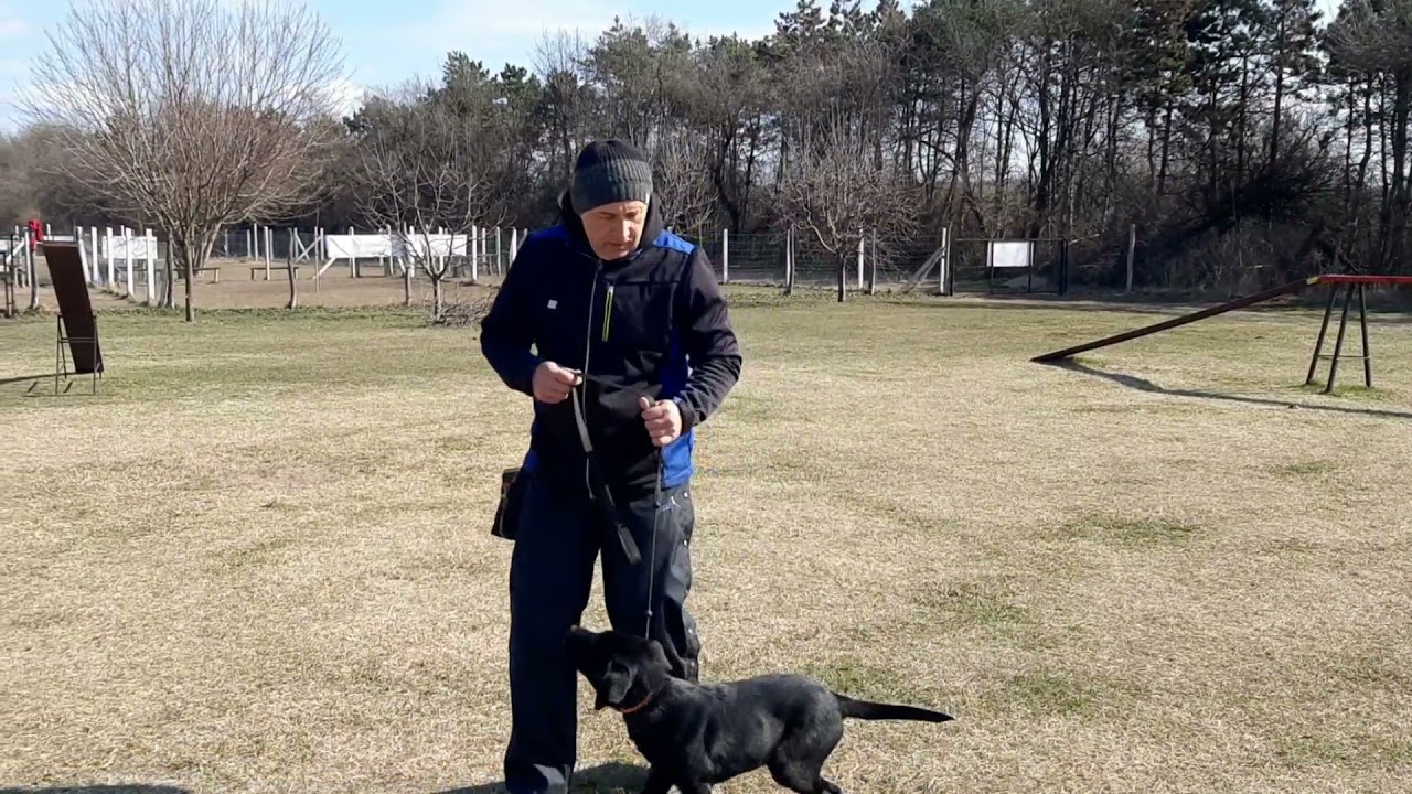 Labrador kutyakiképzés kutyaiskola