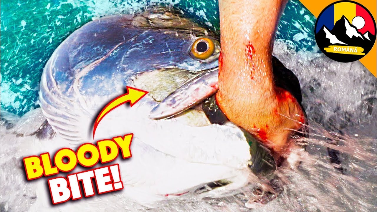 MÂNCAT DE VIU DE TARPONUL URIAȘ! Ce se întâmplă dacă îți bagi mâna în apă lângă un tarpon?