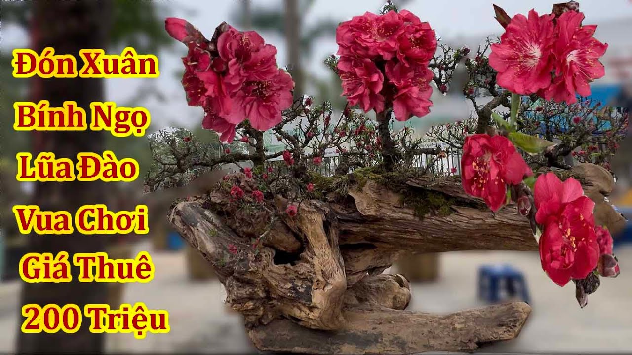 CHƠI XUÂN BÍNH NGỌ 2 LŨA ĐÀO VUA CHƠI GIÁ THUÊ 400 Triệu