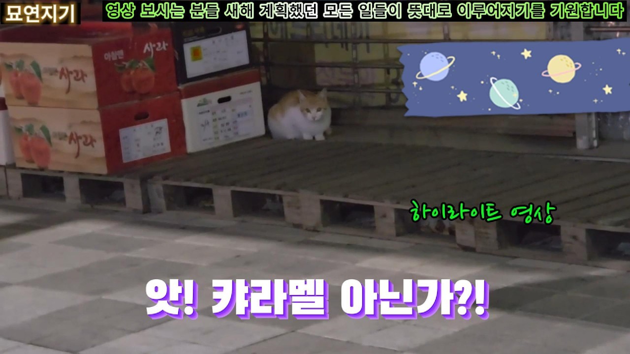 새해 계획했던 일들이 뜻대로 이루어지길 기원합니다 #묘연지기 #고양이 #길냥이밥주기