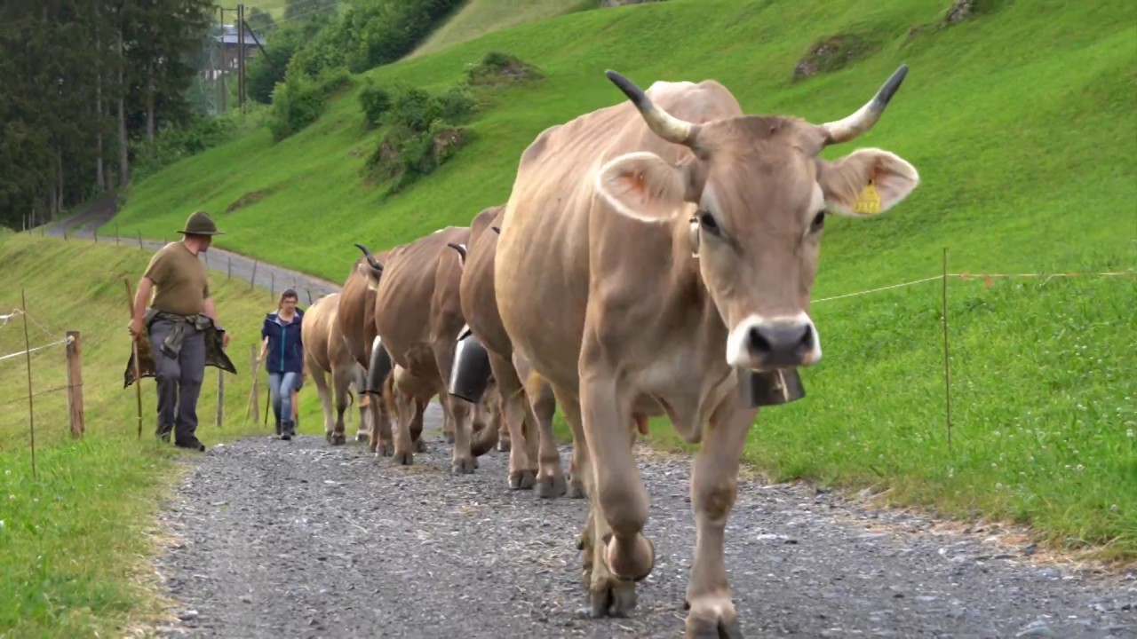Alpauffahrt Urnerboden 2018