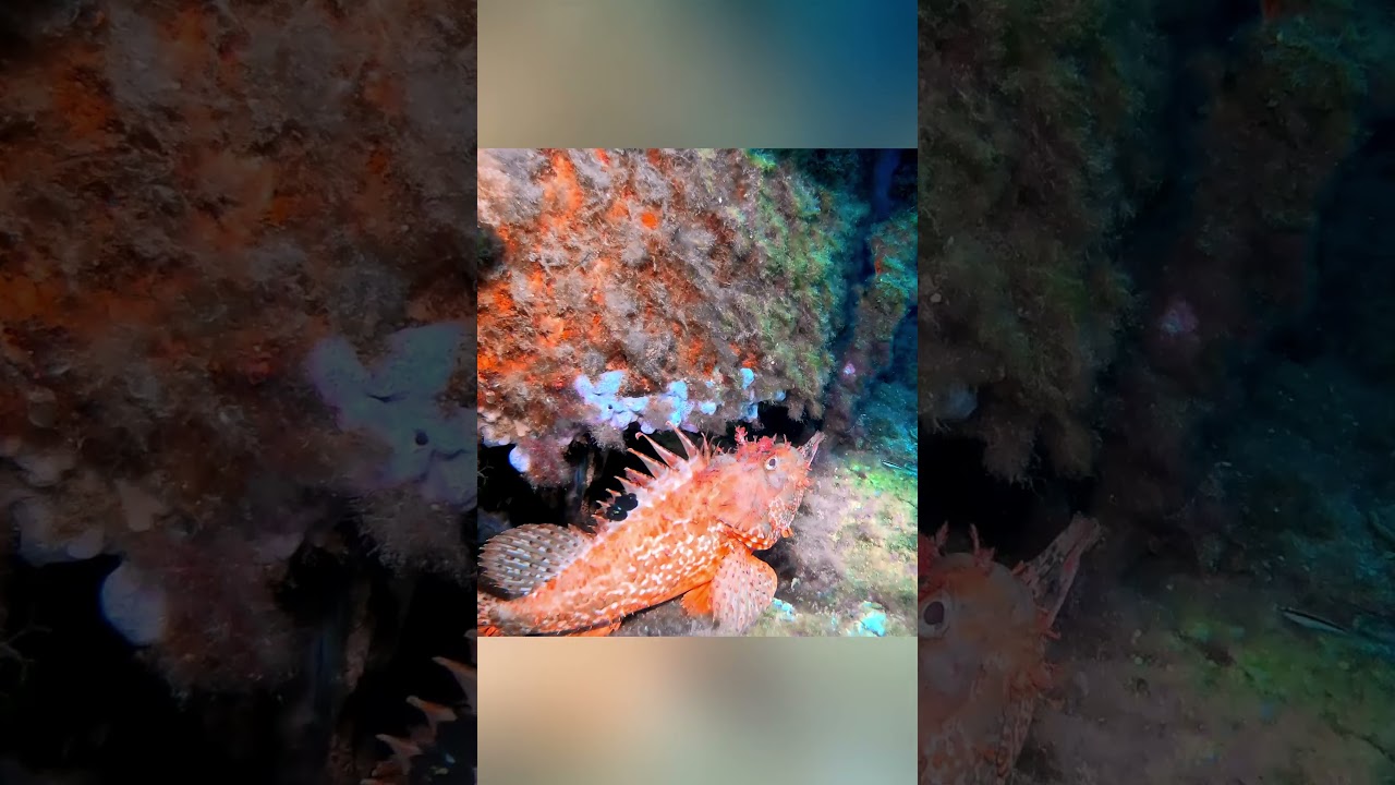 &iquest;HAS VISTO alguna vez un Cabracho de cerca?