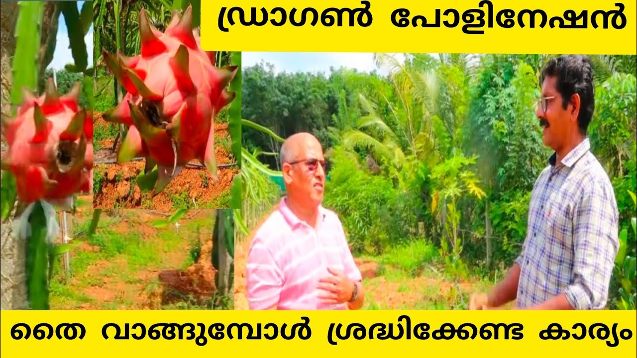 Dragon Fruit ഏറനാട്ടിലെ ഏറ്റവും വലിയ ഡ്രാഗൺ ഫാം