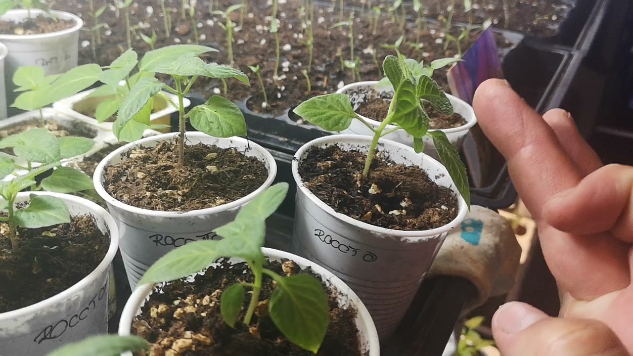 Tipikus chili palánta nevelési hibák 1