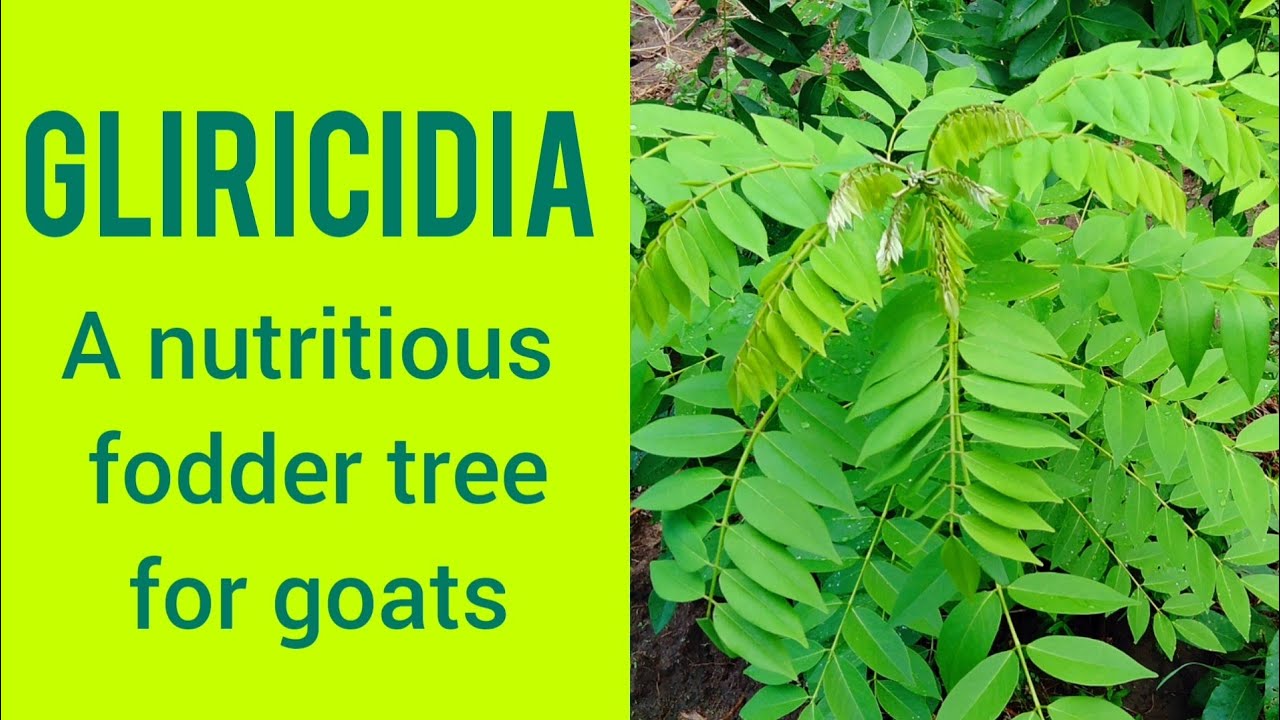 Fodder trees for goats - Gliricidia