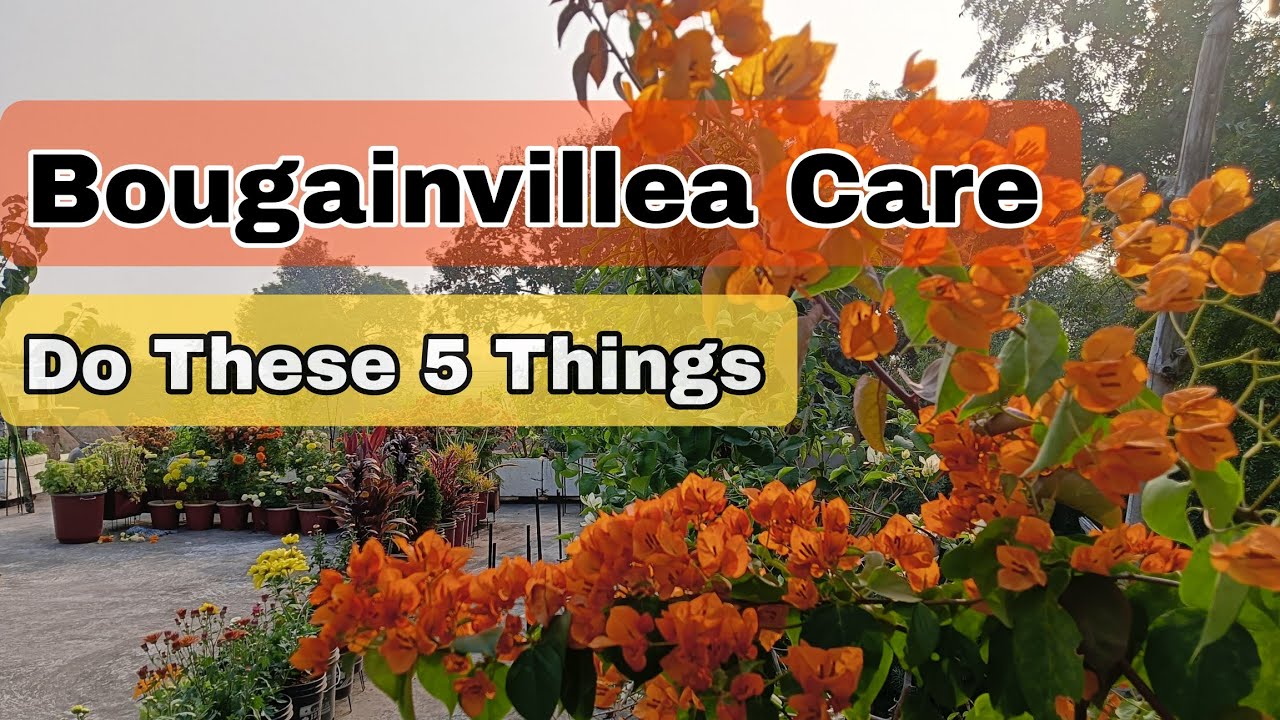 🔴Simple Bougainvillea Care Tips That Really Work ll #bougainvilleacaretipa #gardeningrips