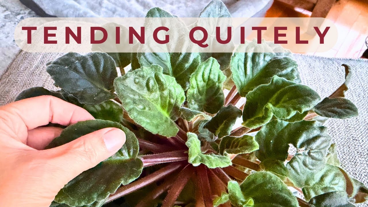 Slow Day in the Sunroom | Coffee, Quiet Care & Nourishing My Indoor Plants
