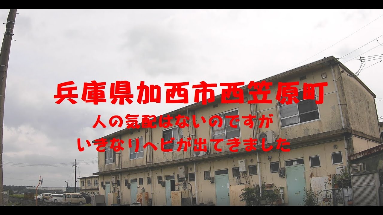 兵庫県加西市西笠原町　人の気配はほとんどないのですが、いきなりヘビが出てきました