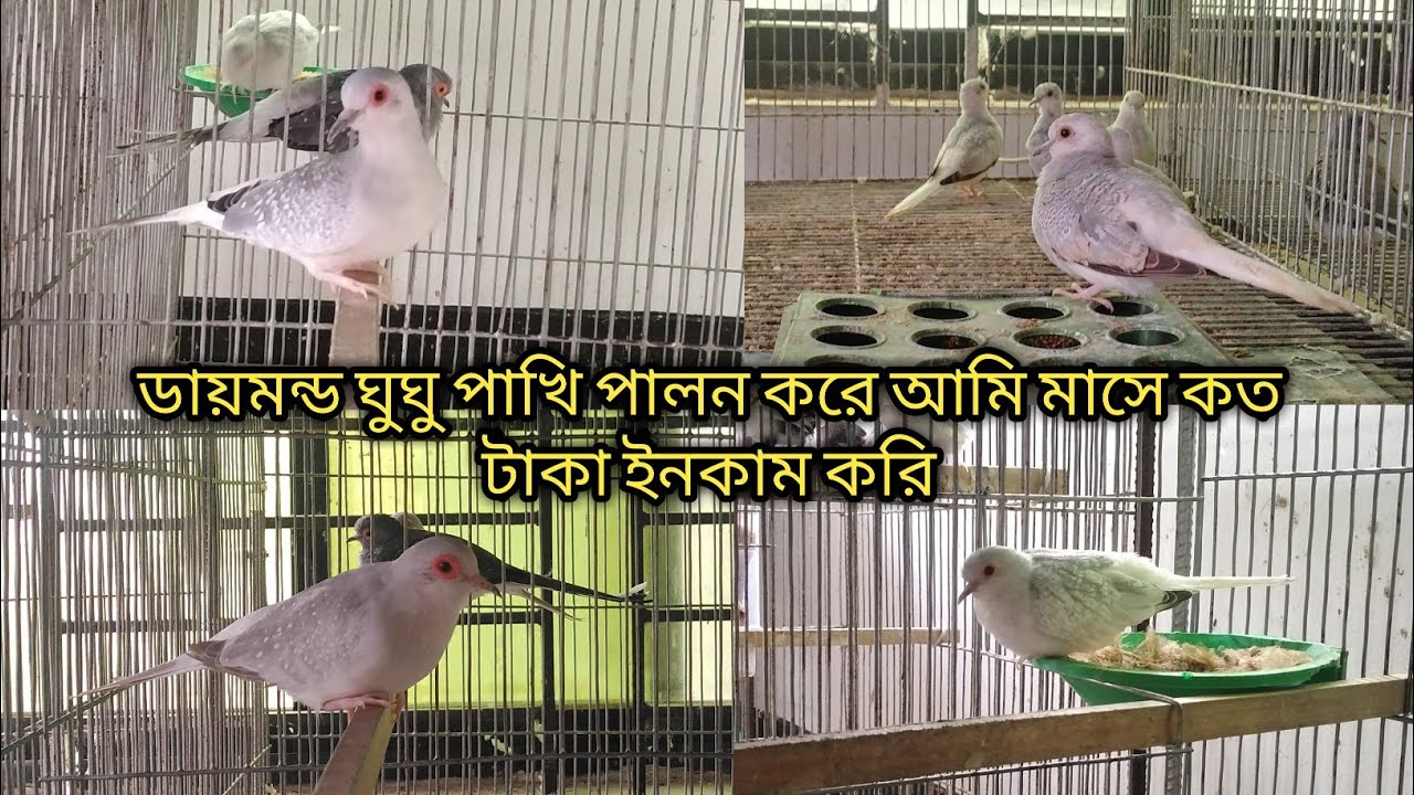 ডায়মন্ড ঘুঘু পাখি পালন ও দাম | Diamond Dove Breeding | SK Aviary & Agro